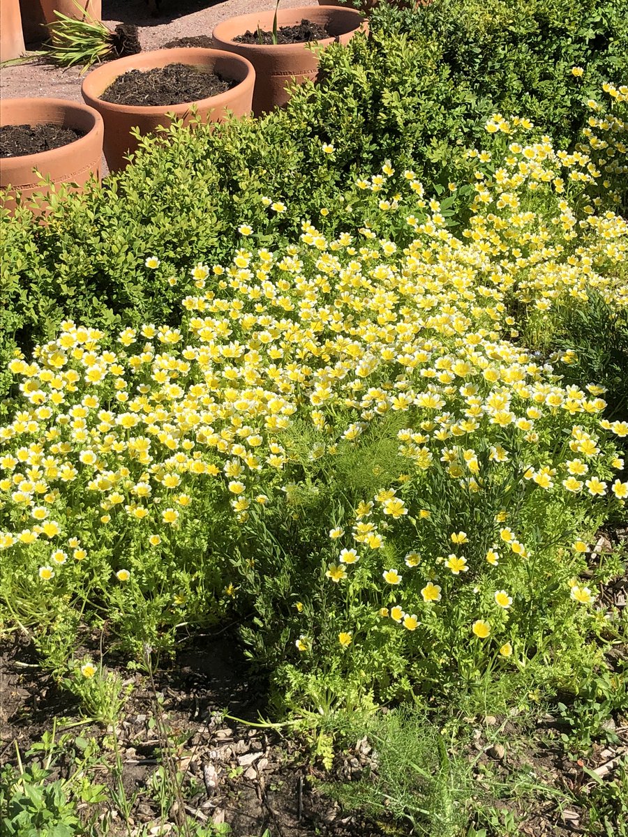 Edible flowers ready to be freshly picked for tomorrow’s bags of salad leaves for our box scheme #shoplocal #nairn #supportsmallbusiness #vegbox #kaleyardatboath
