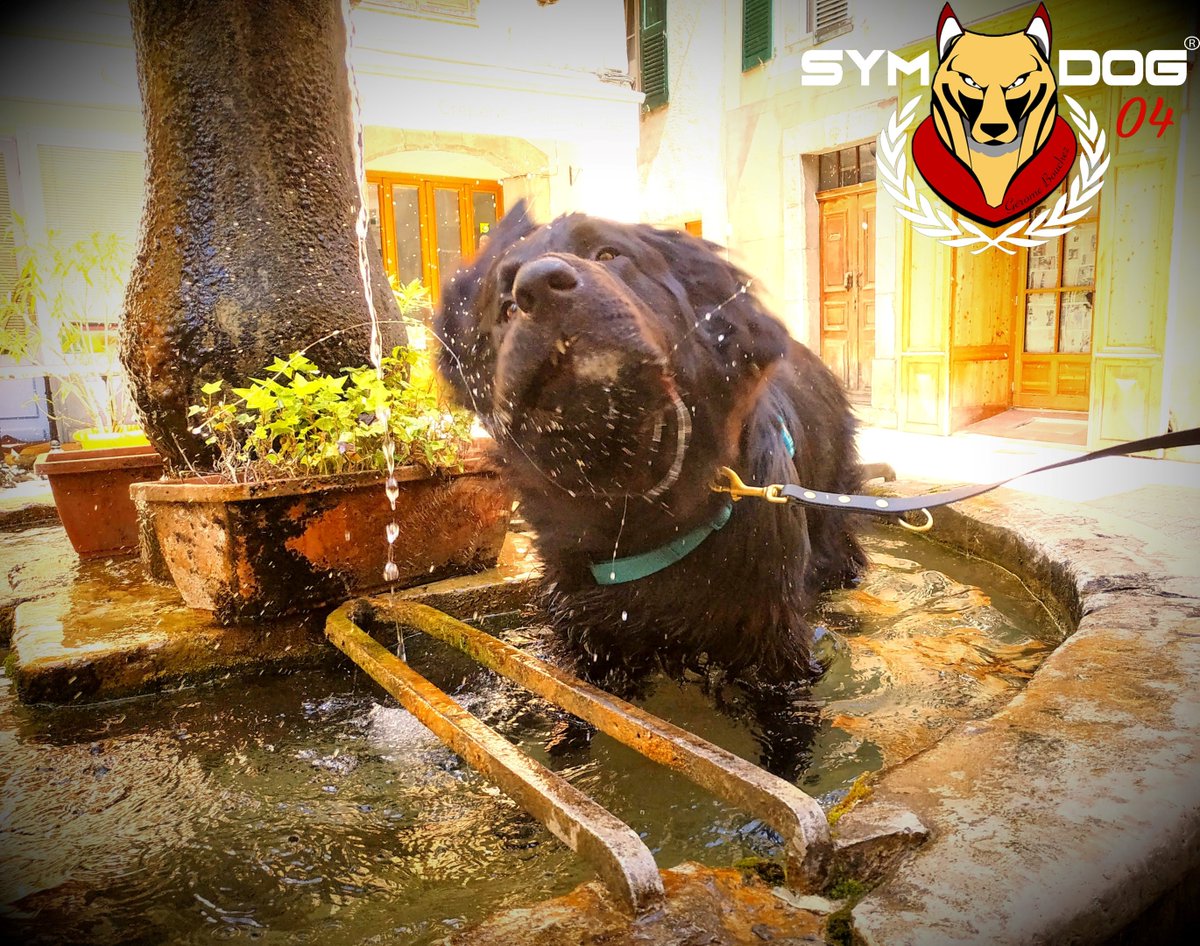 sym_dog_04's tweet photo. Il commence à faire chaud!
N'oubliez pas de laisser à vos chiens du temps pour se rafraîchir les patounes et de bien les hydrater lors de vos balades pour éviter les coups de chaleur.
#symdog #symdog04 #summer2020 #chiens #educationcanine #educateurcanin #ete2020 https://t.co/OOoFzixDZT