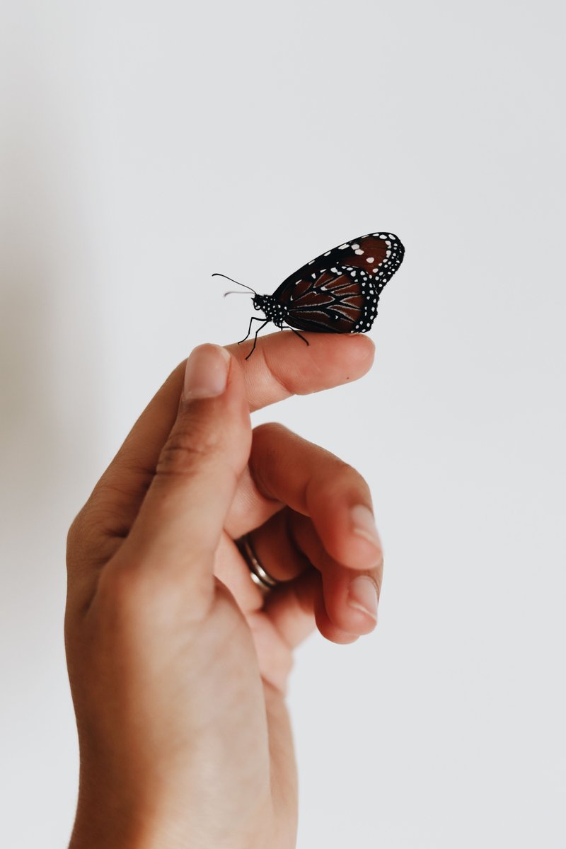 “We delight in the beauty of the butterfly, but rarely admit the change it has gone through to achieve that beauty.” - Maya Angelou