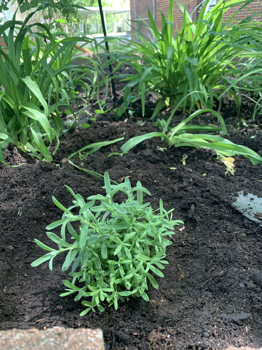 Planted some lavender so I can say “I got fresh lavender to garnish my 6pm gin and tonic from my garden”. Influence.