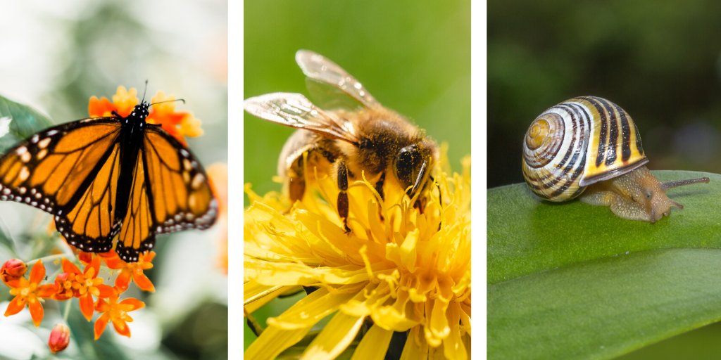 We're hopping on @WRDSB's #BugBlitz challenge for spotting insects in your backyard & neighbourhood. Bees, butterflies, worms - what are you seeing out there? Don't forget this handy printable checklist to keep track: bit.ly/2LXOd3C #WRDSBbugblitz #EcoSchoolsatHome