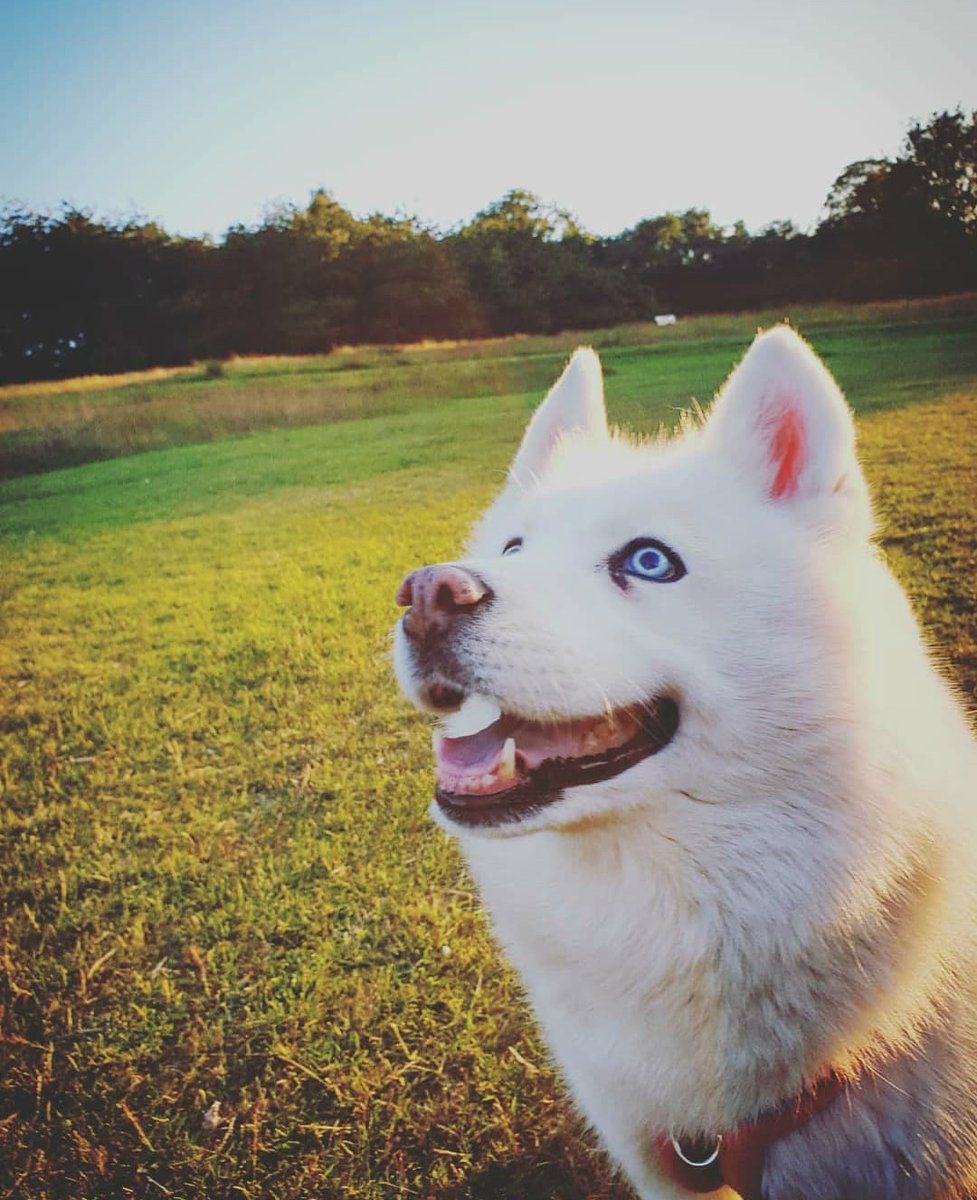 mnbvegan's tweet photo. Lola is a special member of the Make No Bones family and today we're shouting out where we met. As part of our #SupportYorkshire series we want to sing the praises of @rainrescue. Support them and maybe even find a new family member with their help! https://t.co/yPmMJx9KAx https://t.co/2O8wcqa9Vc