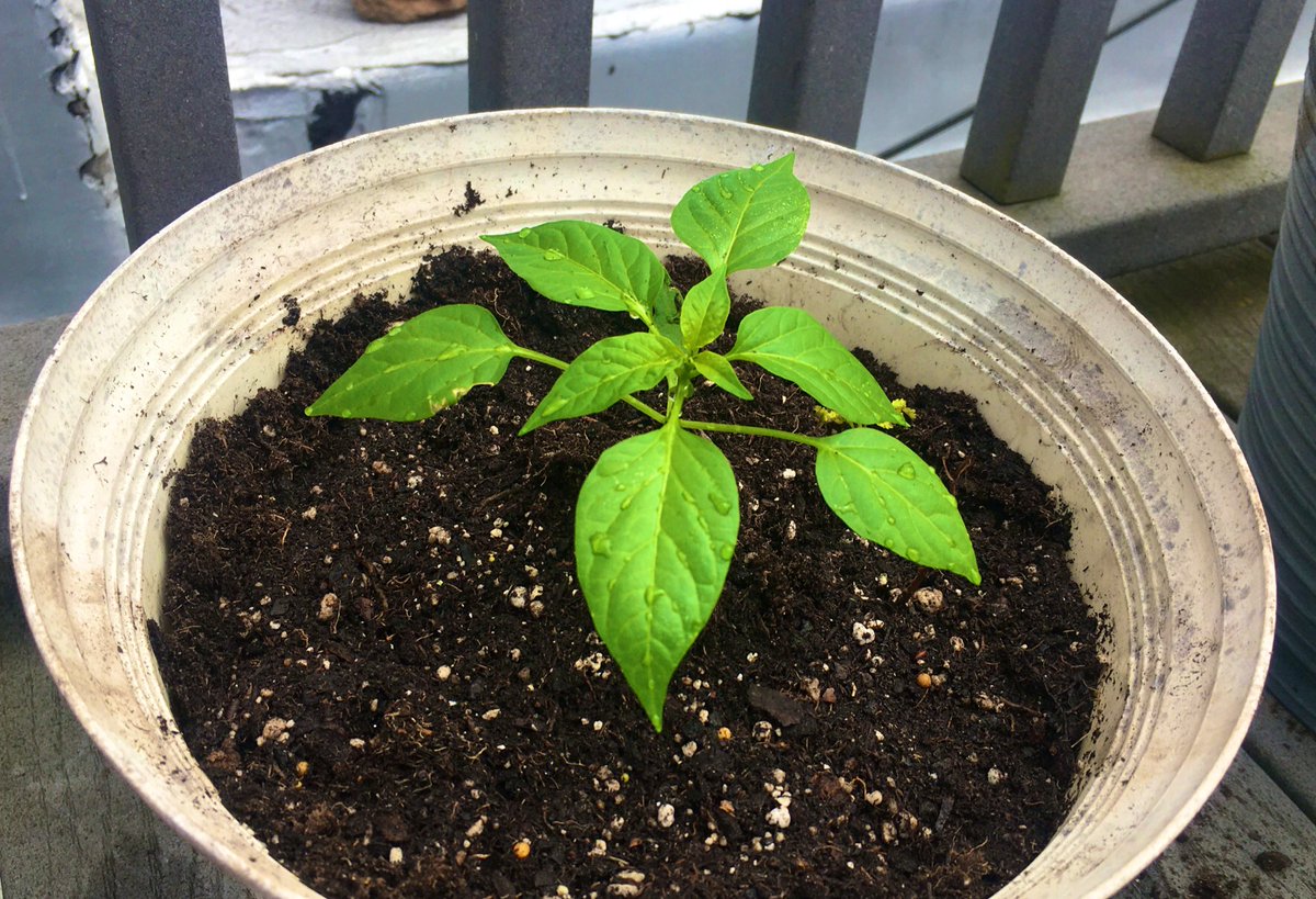 Two of the plants have graduated and moved into their summer home on a NYC rooftop. 