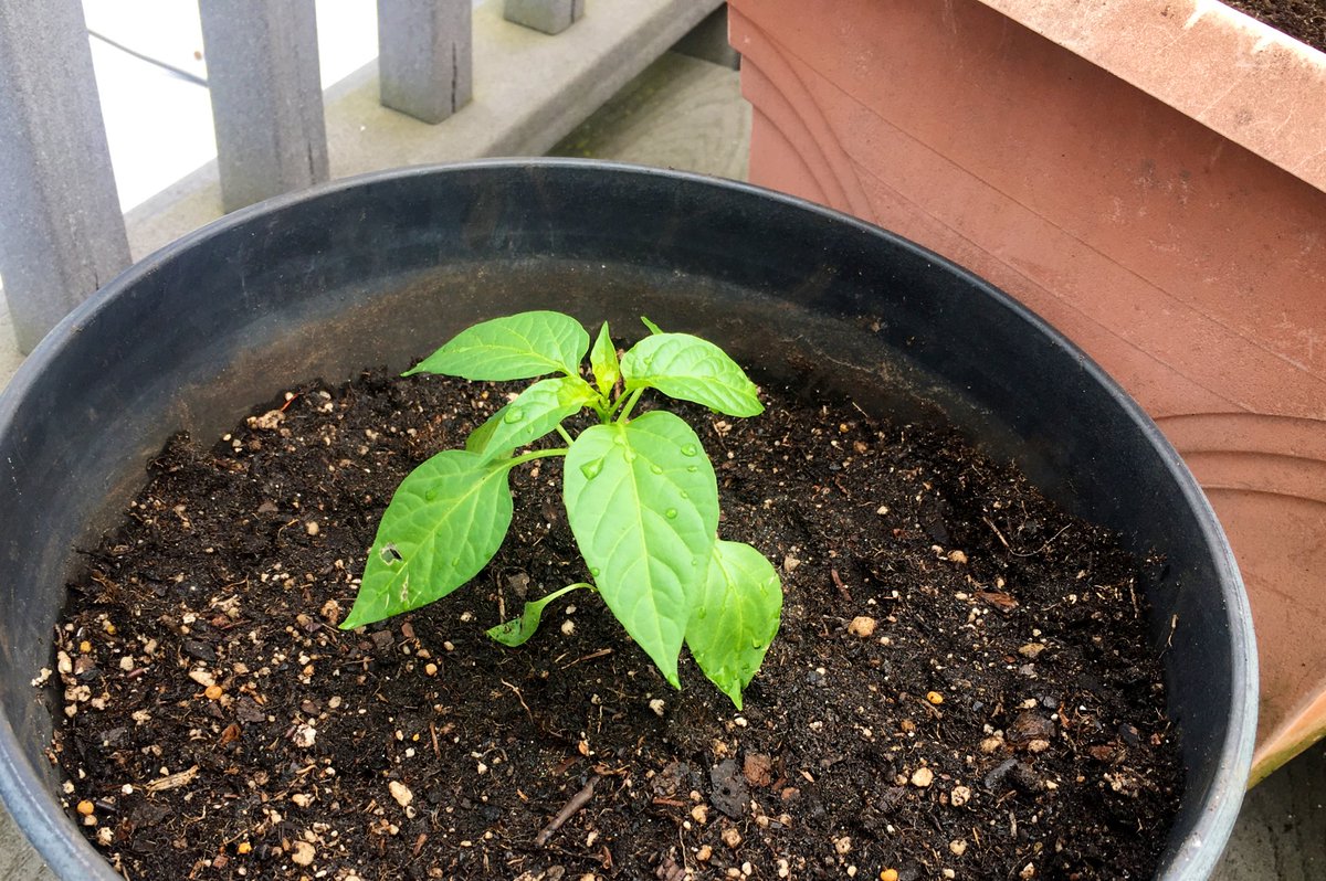 Two of the plants have graduated and moved into their summer home on a NYC rooftop. 