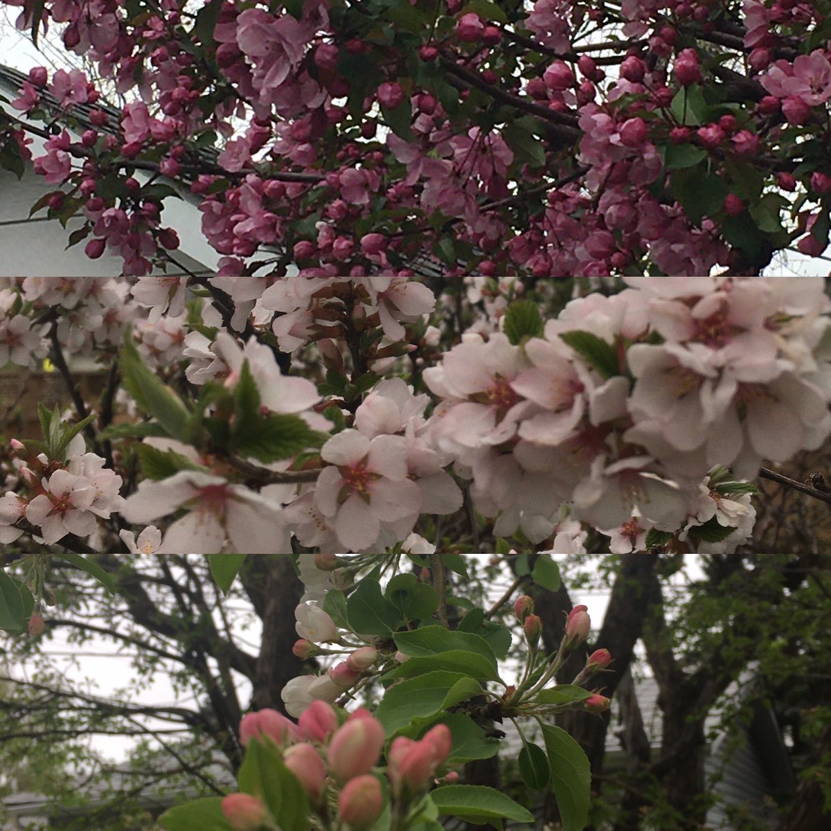 TheBlueGem3's tweet image. Everything is starting to bloom in my yard #MyFavouritetimeofyear #flowers #botanicals 🌸🌸🌸