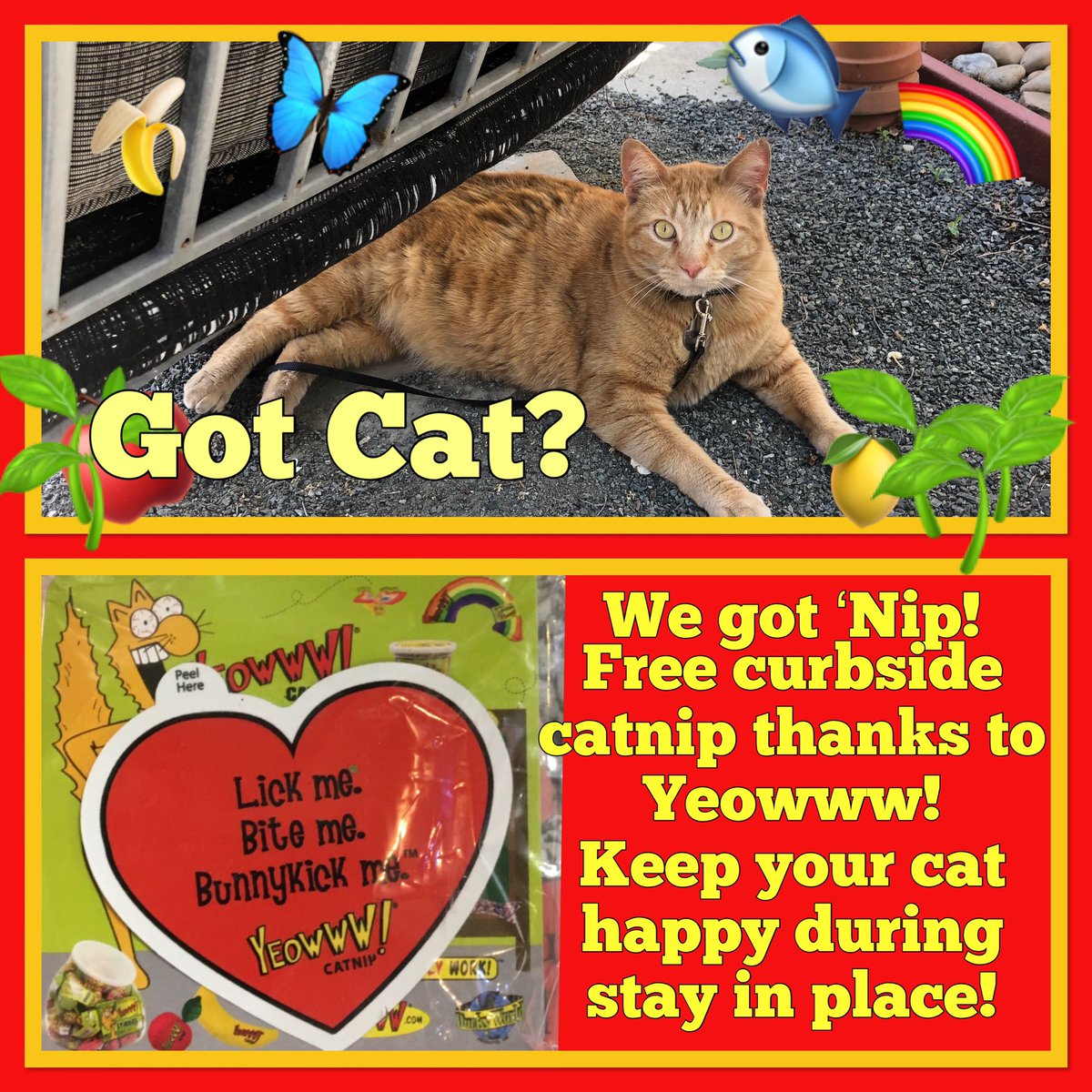 alphapetsupply's tweet image. Thanks to Yeowww! You can now pick up free packets of the best Catnip around! Come on in! #curbsidecatnip