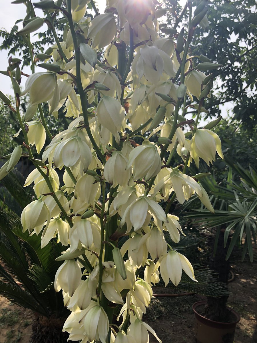 PokeArrow's tweet photo. It’s my first time see the flower of Duth iron tree https://t.co/4MEhfnRshA