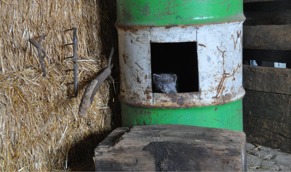 MeowMoeDotCom's tweet photo. #Day 30...time to #Break out of the #Birthing #Barrel
#Cats #Cat #Kittens #Kitten #Kitty #Pets #Pet #Meow #Moe #CuteCats #CuteCat #CuteKittens #CuteKitten #MeowMoe #30time
https://t.co/07LAX0SAbW https://t.co/uIMNfGbLag