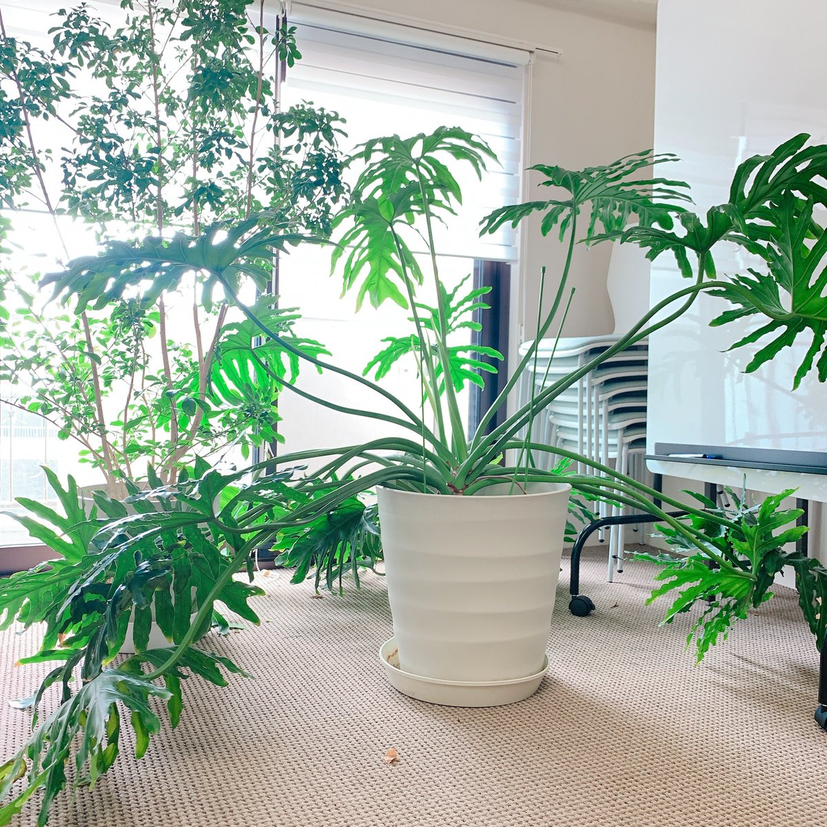 ジャングルオフィス Twitter Search