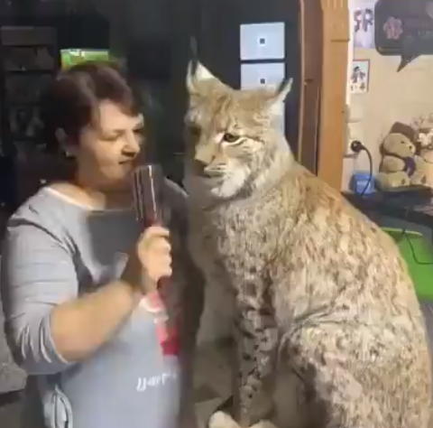 𝚂𝚎𝚛𝚟𝚊𝚕𝙲𝚊𝚗𝚍𝚕𝚎 巨猫猫 Z