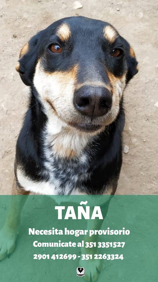 Atención Córdoba ❗❗Necesitamos la ayuda de todos, Taña no puede volver al refugio solita, buscamos provisorio por la cuarentena. Si no podés tenerla, nos ayudas muchisimo compartiendo. <a href="/FundacionGarra/">Fundación GARRA</a> 🙏🙏 <a href="/VivireNuevaCba/">VivirenNuevaCórdoba®</a> <a href="/BicherosCba/">Fundacion Bicheros</a>
