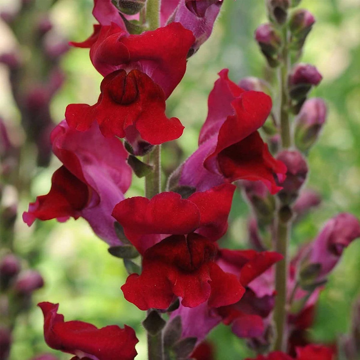  @RedHairRants red snapdragons!! they’re soooo beautiful 