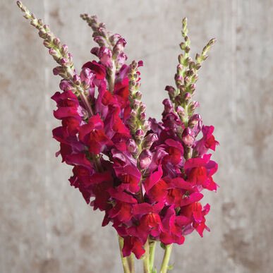  @RedHairRants red snapdragons!! they’re soooo beautiful 