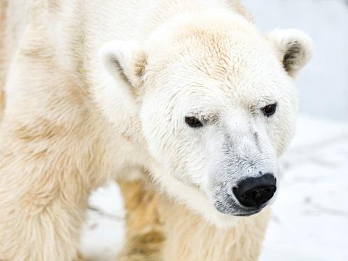 名古屋市東山動植物園 ホッキョクグマ サスカッチ の献花台を設置します T Co Ijfrlodnii 東山動植物園 動物園 ホッキョクグマ サスカッチ 献花 名古屋市東山動植物園 ホッキョクグマ サスカッチ の献花台を設置します T Co Ijfrlodnii 東山動植物園 動物園 ホッキョクグマ サスカッチ 献花