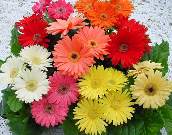  @Certified_Weeb YOU ARE SUCH A SWEETHEART ! and gerbera daisies are a flower I associate with sweethearts 