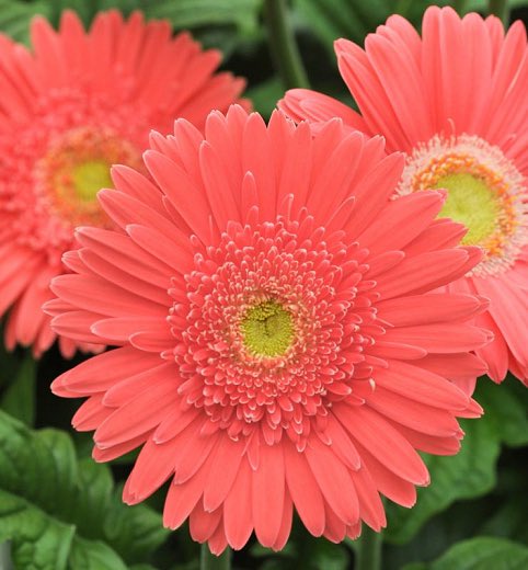  @Certified_Weeb YOU ARE SUCH A SWEETHEART ! and gerbera daisies are a flower I associate with sweethearts 