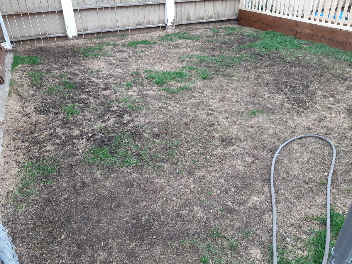 WinkFace91's tweet photo. @X929 Hope Calgary Sod Masters can fix my sad backyard! #X929SadBackyard https://t.co/ed9BeSj4Oq