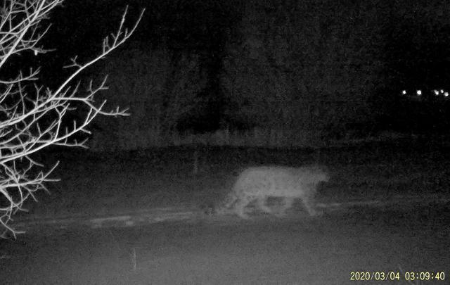 torvaanser's tweet photo. Several snow leopards, including a mother and her cub, have been spotted near the Kazakh city of Almaty wandering through a usually popular hiking destination that is now mostly off limits due to the coronavirus lockdown. Photo: Snow Leopard Foundation https://t.co/N6X2ApL9a4 https://t.co/zn106it0EI