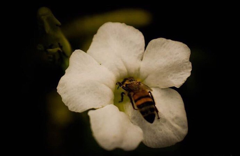 AbztractViews's tweet photo. "Bee You"
#Bee #Bees #BeeKeeper #Insect #HoneyMaker #Flower #StillMotion #Nature #Macro #MacroPhotography #WildLifePhotography #NaturePhotography #NaturePhotographer #NikonPhotographer #NikonPhoto #NikonD5300 #AbZtractPhoto #AbZtractViews https://t.co/l88ZIGTqjg