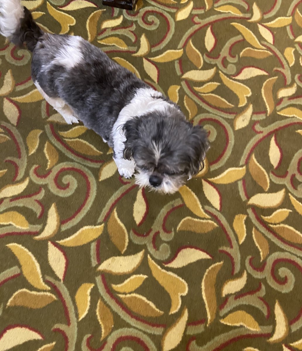 paulette01234's tweet image. Goodnight America 🇺🇸 my name is Buddy . I put a smile on a special Angel 👼 face today. #Pwow🏥✍🏽