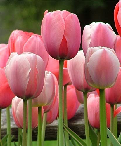  @ThePrincessWeeb pink tulips!! one of my favorites 