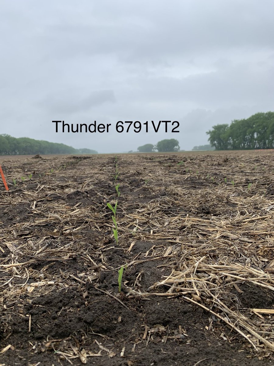 sandlakesales's tweet photo. One of the early clubhouse leaders on emergence in our plot is a new brand and hybrid to Sand Lake Sales.  Thunder Seed 6791VT2 looks to be on the high end of the emergence scale. https://t.co/9VG84s7rq8