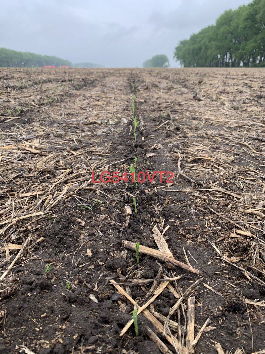 sandlakesales's tweet photo. @LGSeeds 5410VT2 coming out of the gates nicely.  This 91 day hybrid has provided good consistency the past three years in NE South Dakota for us. https://t.co/vB1WWNK1jd