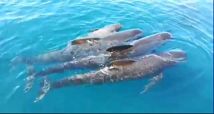 3CatInfo's tweet photo. 🐬⚠Avistament excepcional de 🐬 a la costa catalana! Un centenar de dofins cap d'olla al cap de Begur ➡ https://t.co/lTYDvQqDdP #ElTempsTV3 https://t.co/kv39QwulVQ
