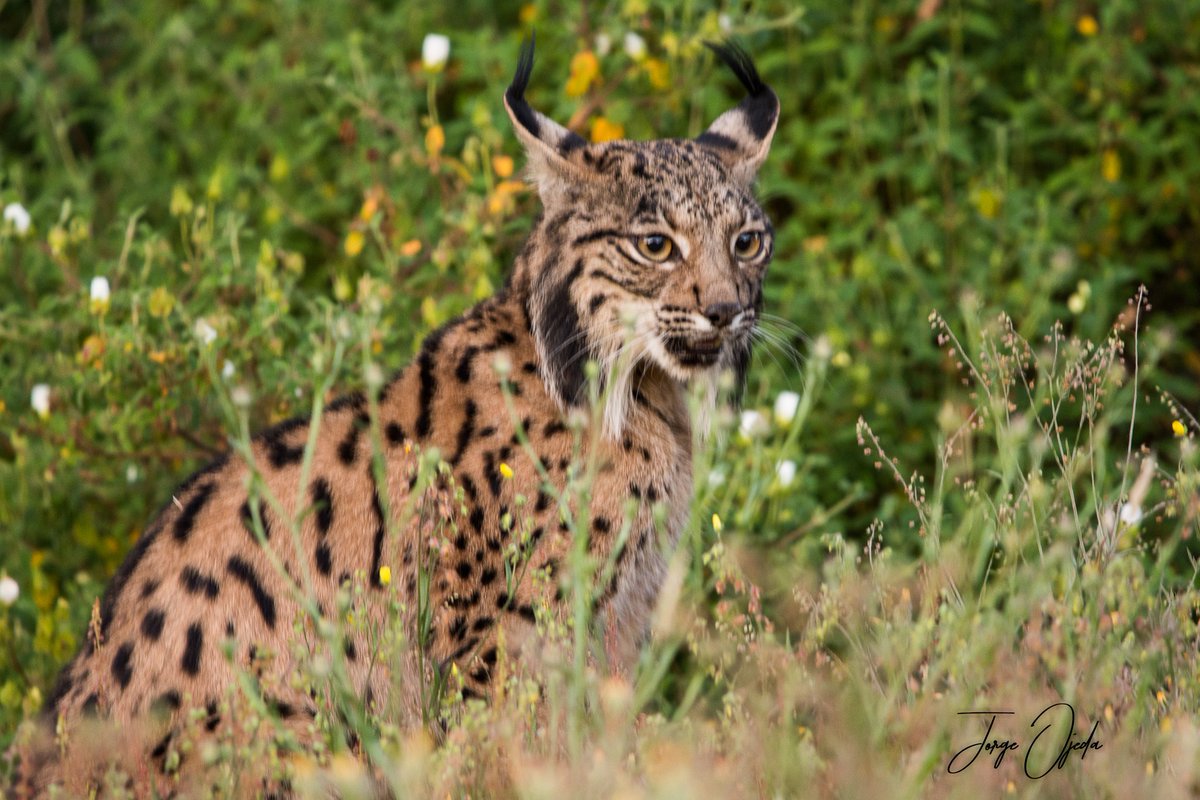 JojedaToro's tweet photo. "Mirada salvaje" 
#doñana #lince
@Ayto_Aznalcazar @aytopueblario @DeLaPueblaVisit @DONANA_SEO @WWFespana @WWFSevilla @Sevilla_Turismo https://t.co/CE0UP9aPbZ