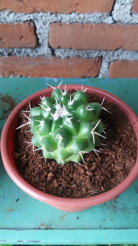 PlantsCactus's tweet photo. Mammillaria compressa
#cactus #mammillaria #compressa https://t.co/5Zc5TabDBz