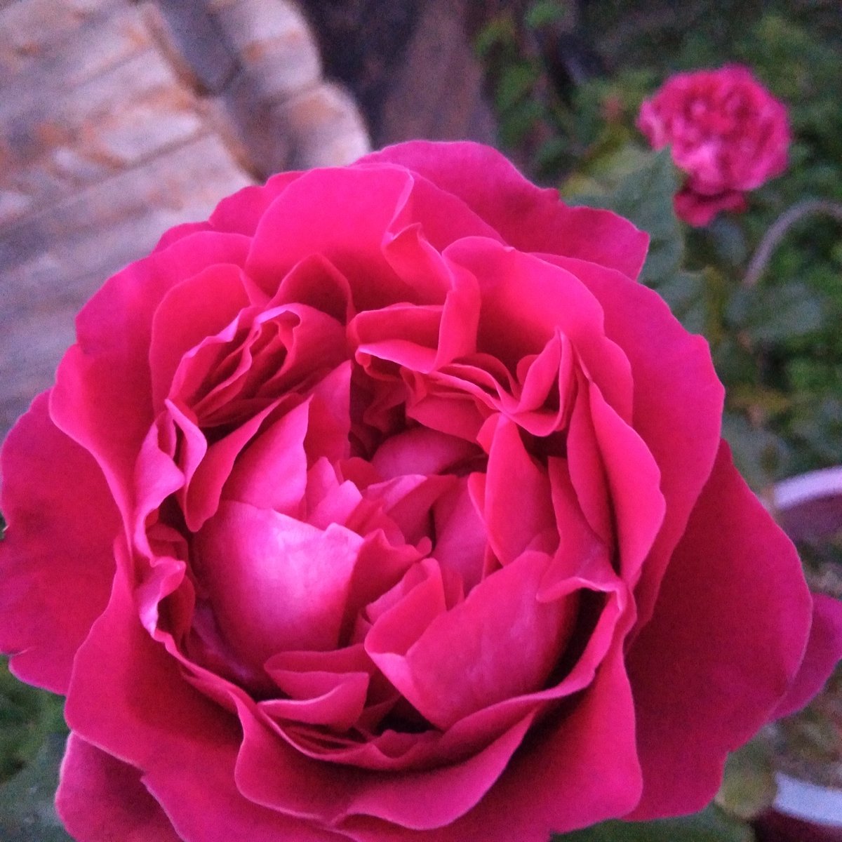 VieGuya's tweet photo. #Flowerbattle #Bouchemaine "On me Claudia Schieffer, on me Paul-Loup Sulitzer" 🎵🎶🎶 Mon rosier Alain Souchon au top de ses formes et senteurs 👍😉🌧🌞🌞 https://t.co/Bg2HXNHxAl https://t.co/5UvQJJr8aN
