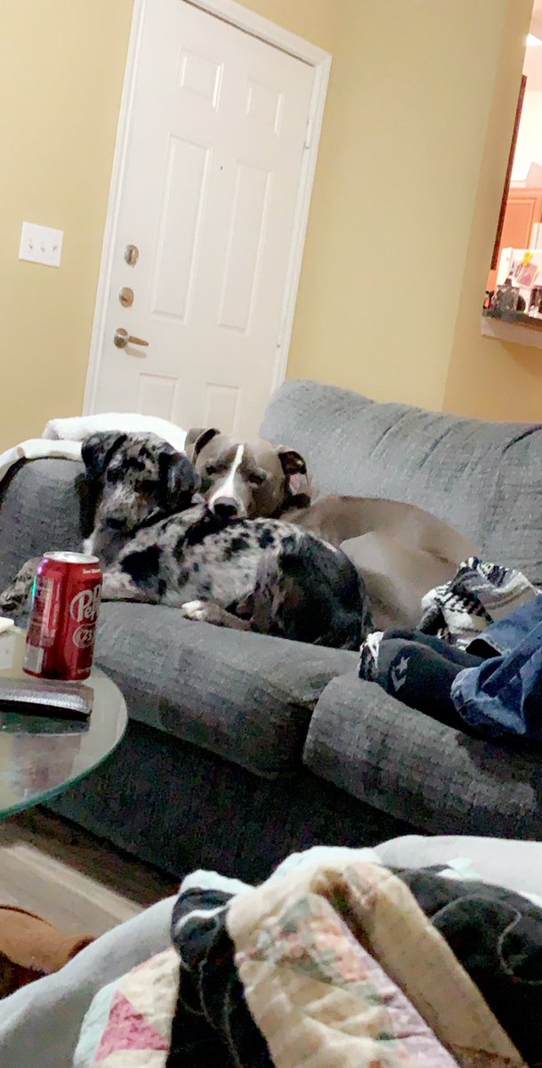 DestinyKimmel's tweet photo. my boys 🤍 https://t.co/kyb0h1iVAb