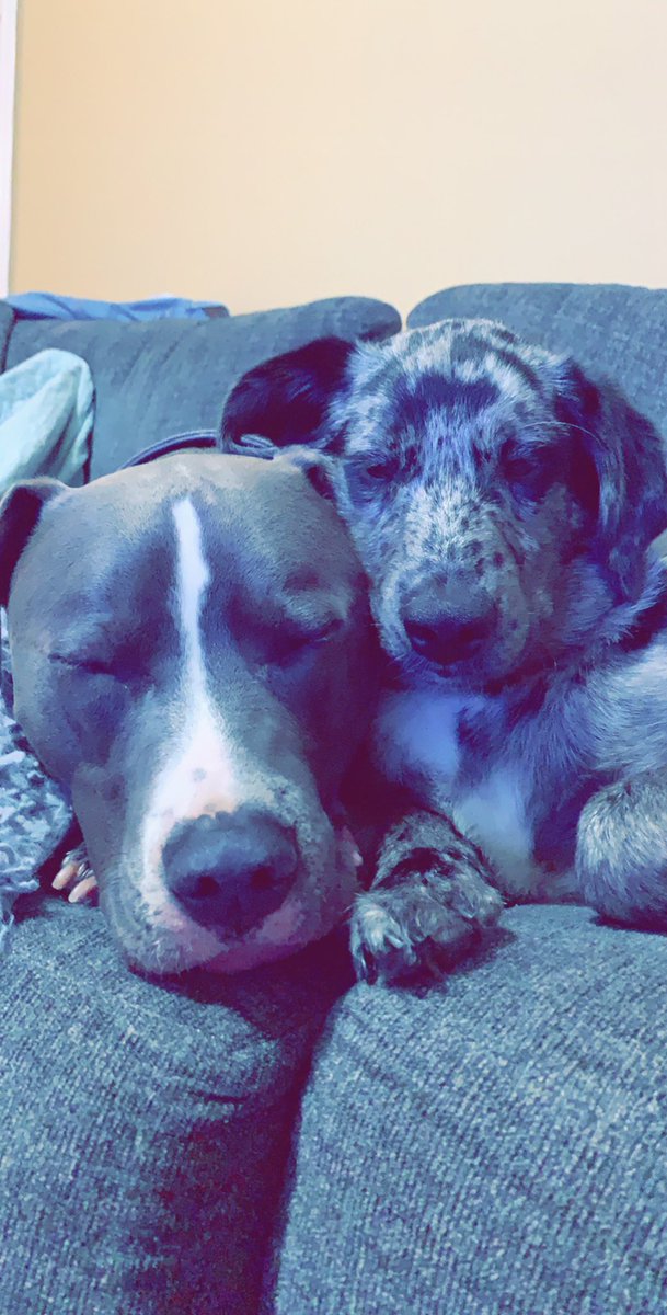 DestinyKimmel's tweet photo. my boys 🤍 https://t.co/kyb0h1iVAb