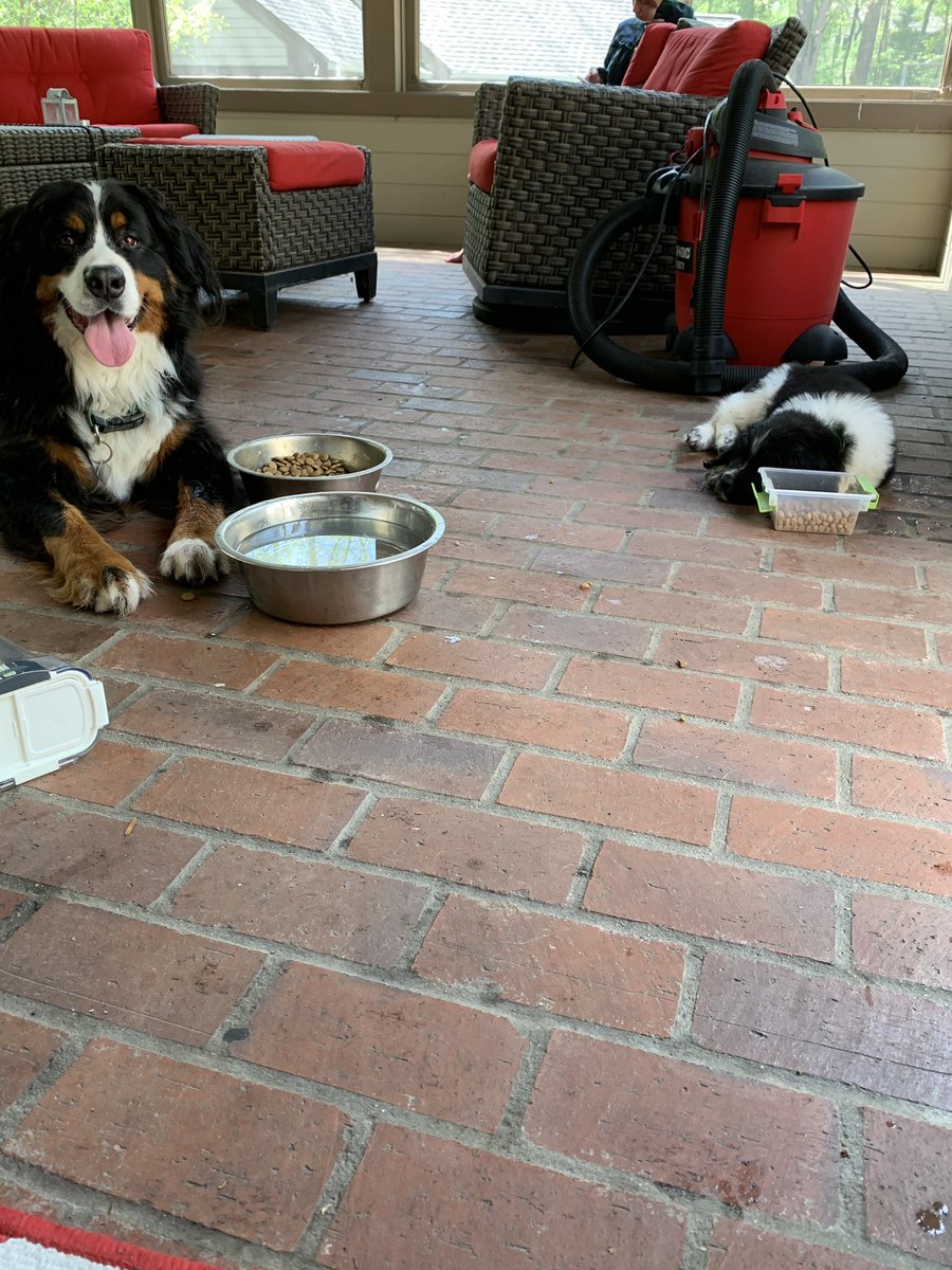 MurphyErnst's tweet photo. Introducing my new brother Bjorn. Heโs a Landseer Newfoundland! #ernstdererste #bernesemountaindog #landseernewfoundland https://t.co/hpT1ZqOFDp