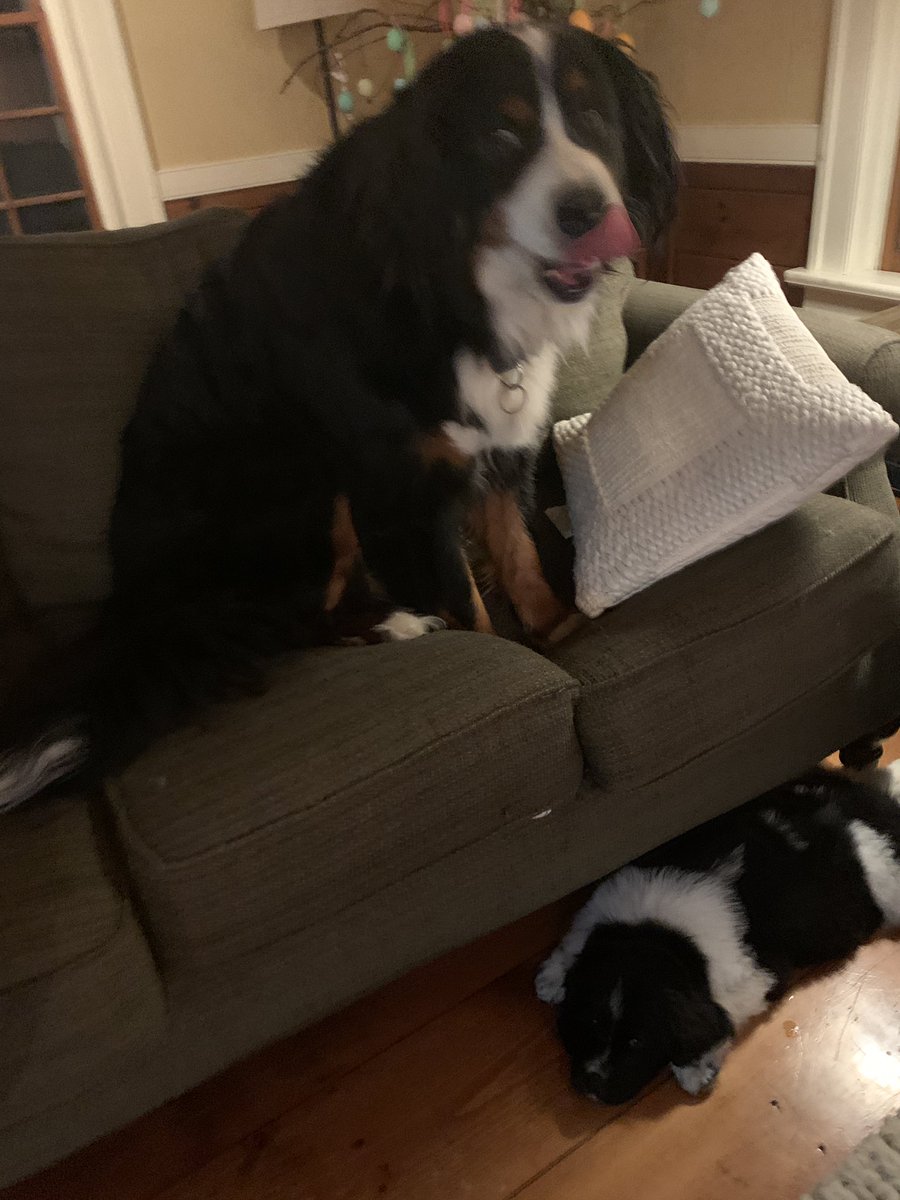 MurphyErnst's tweet photo. Introducing my new brother Bjorn. Heโs a Landseer Newfoundland! #ernstdererste #bernesemountaindog #landseernewfoundland https://t.co/hpT1ZqOFDp