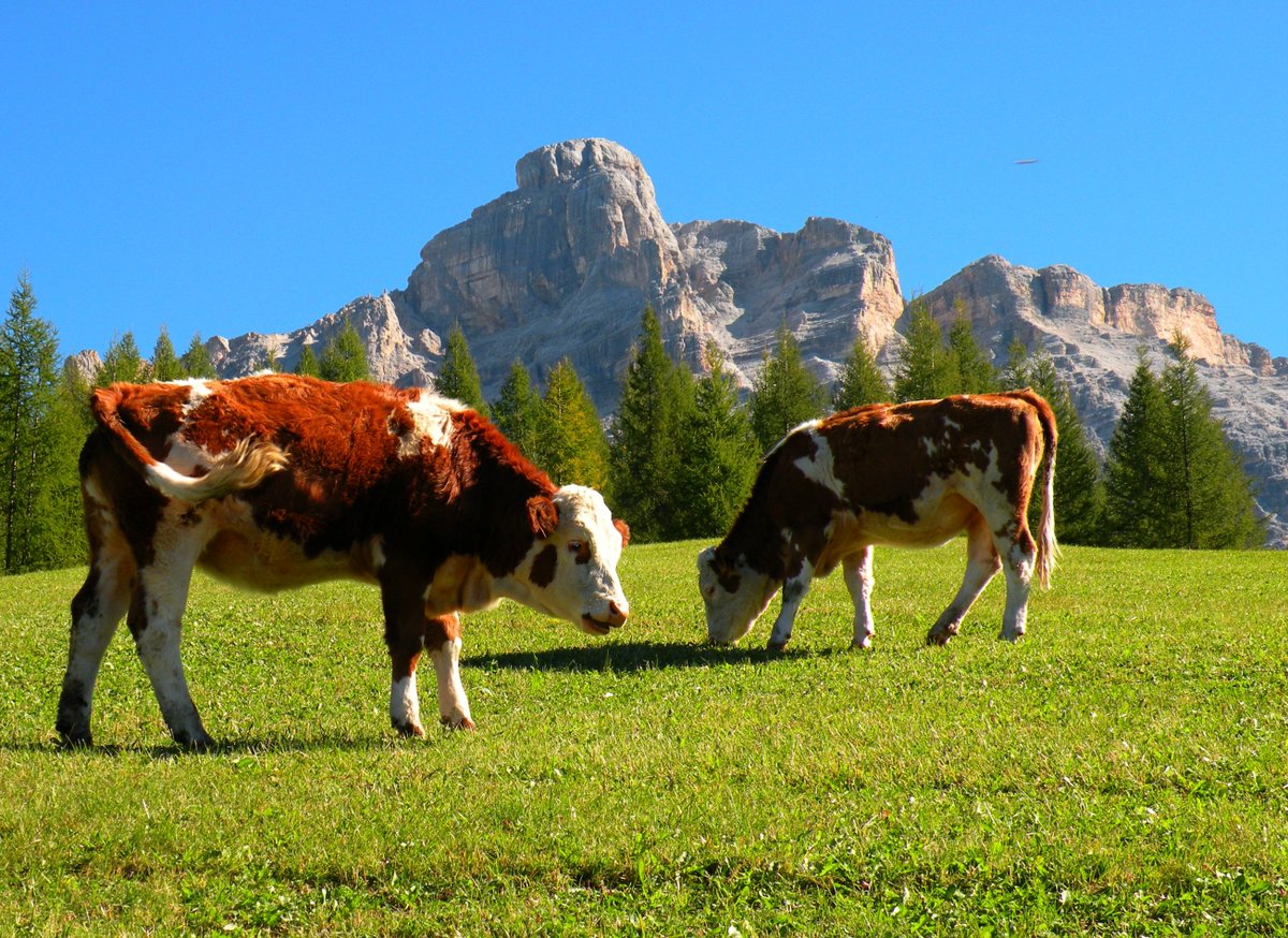 CiasaParomHilde's tweet photo. "SALIRE":Voce del verbo Vivere. (Dorino Bon)
#SanCassiano #AltaBadia #AltoAdige #Dolomiti #Lavarella #Montagna https://t.co/L8iTdMF8tb