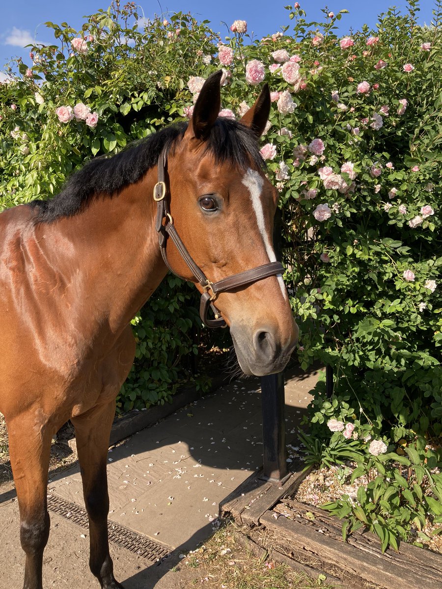 GEWeventing's tweet photo. Today King Coco turned 21. I took a few photos of him this evening. I think it’s safe to say he doesn’t look (or feel) his age 😍 #KingCoco #thebest @SimpleSystemUK https://t.co/keTM2YD0s1
