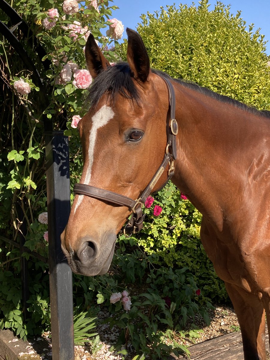 GEWeventing's tweet photo. Today King Coco turned 21. I took a few photos of him this evening. I think it’s safe to say he doesn’t look (or feel) his age 😍 #KingCoco #thebest @SimpleSystemUK https://t.co/keTM2YD0s1