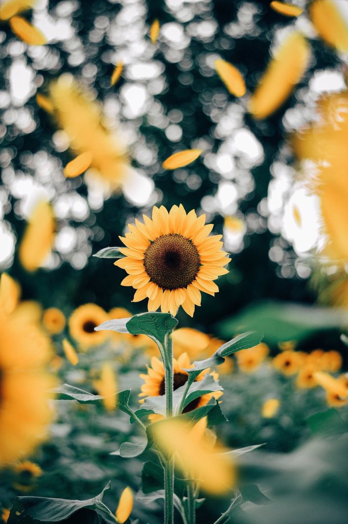 sunflowerlust's tweet photo. sunflowers symbolize adoration, loyalty &amp; longevity. 

sunflowers are known for being happy flowers, making them the perfect gift to bring joy to someone’s day.

stand tall and follow your dreams. focus on what’s positive in your life &amp; don’t let anyone get you down 🌻🐝 https://t.co/fjYpGZdVy6