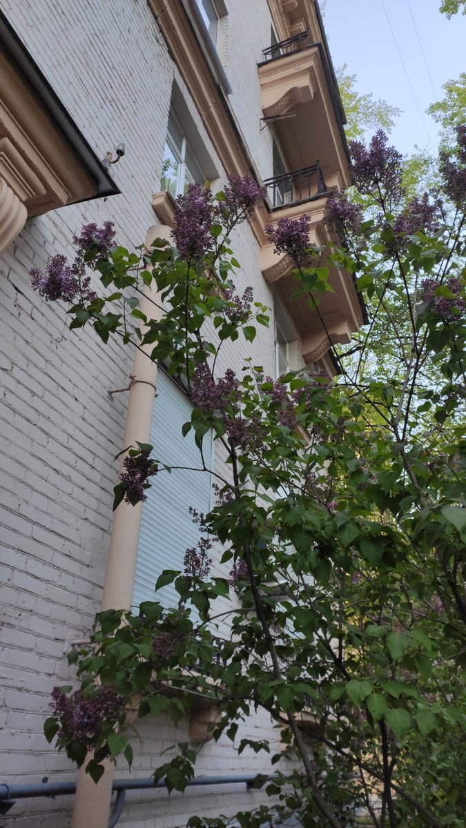 Red_Hatty's tweet image. Совсем скоро у моего дома... #весна #милыйдом #скоролето #сирень #Петербург