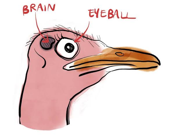 мозг страуса меньше глаза. зрение и головной мозг. размер мозга страуса. глаз больше чем его мозг. размер мозга страуса.