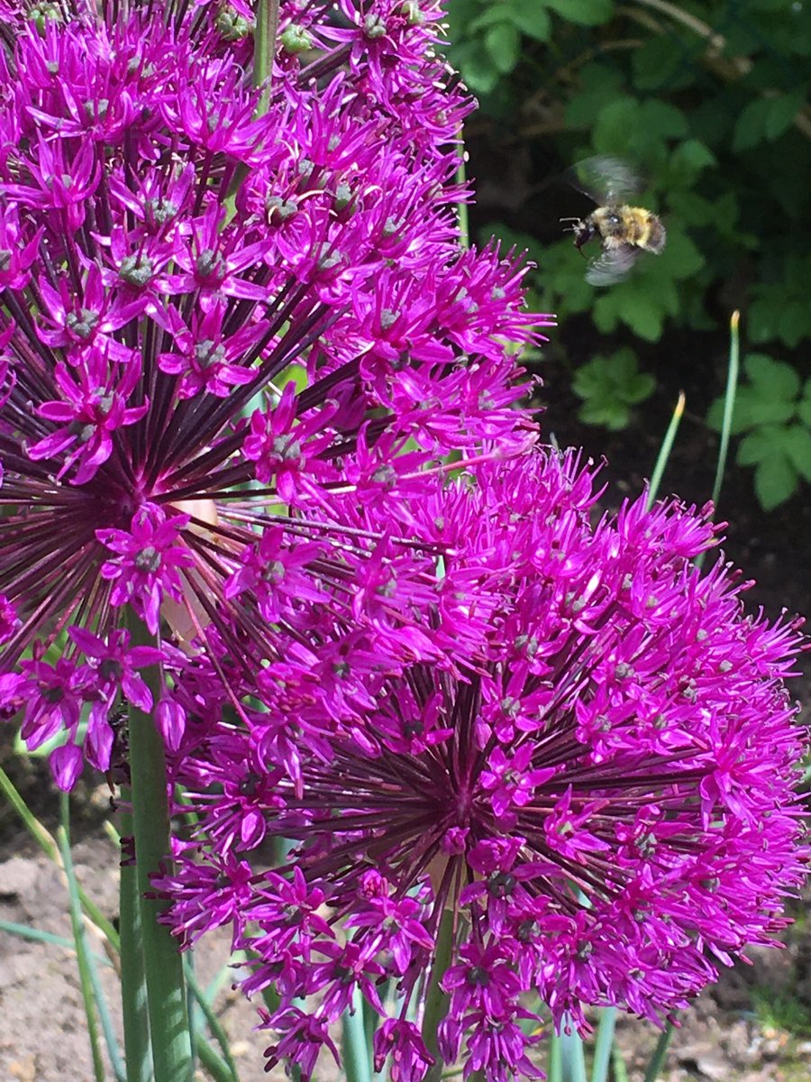 caratench's tweet photo. Very, very happy bees in the garden🥰 #gardening #GardenersWorld #bumblebee https://t.co/RHPdhtw8TQ