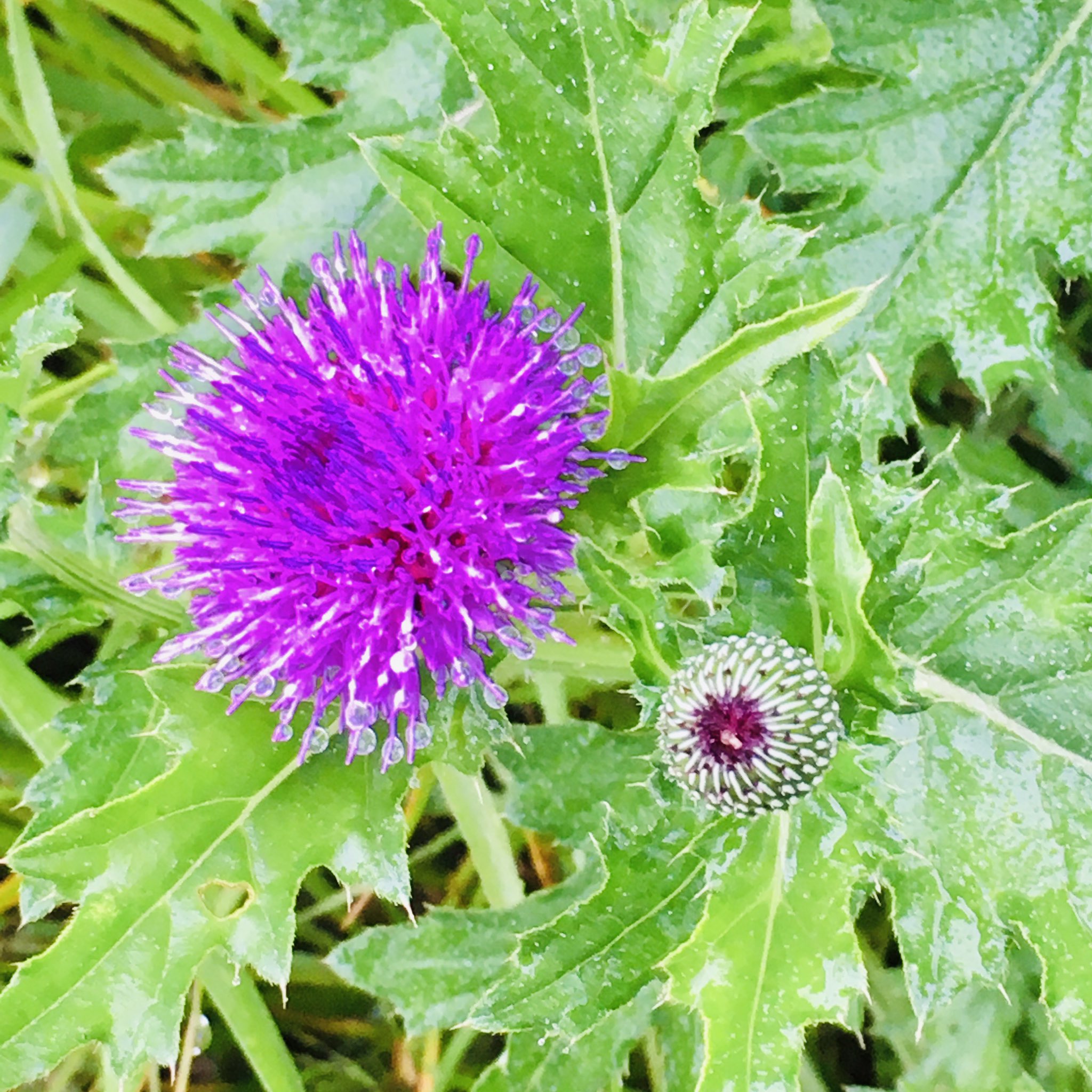 池ポチャ野郎 トゲ状の葉っぱの花 アザミ 薊 野薊 ドイツアザミ 花 フラワー 紫色の花 ギザギザの葉 花のあとは綿毛が T Co 5pspbhrndh Twitter