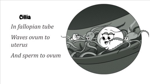 Haikus about the human reproductive system beautifully illustrated to demonstrate understanding of key biology outcomes! Students had 4 literary project choices to choose how they wanted to show their learning. This one might be my favorite 👏🏼 #rvsed #rvsliteracy #teambeiseker