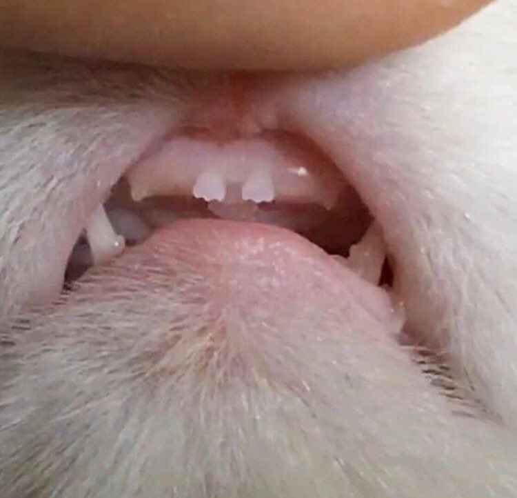 DaphniaA's tweet photo. Los gatos juran que son unos malandros y andan con los dientes así https://t.co/5pBZHqeTYc