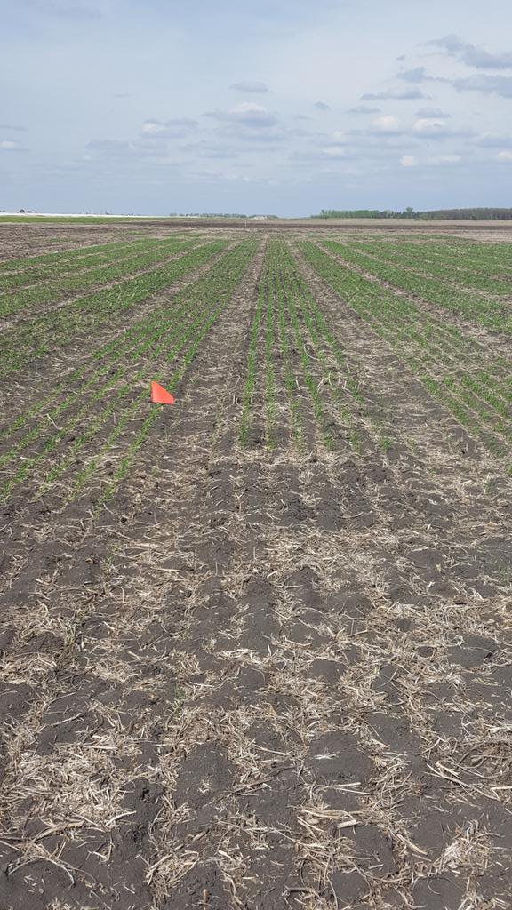 Wheat registration trial at Morris MB. <a href="/canterraseeds/">CANTERRA SEEDS</a> I'm kinda new at this but I s'pose <a href="/jasonreiny/">Jason Reinheimer</a> would tag with #smashingplots