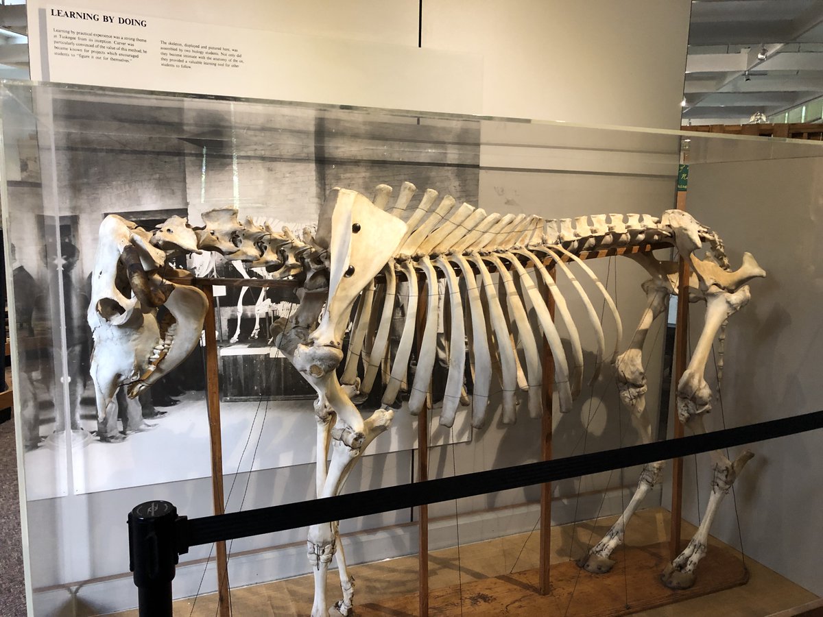 50. Carver, like his boss Booker T. Washington, also believed in practical education - "learning by doing". Two of his students constructed this skeleton of an ox, which he kept as a learning tool.