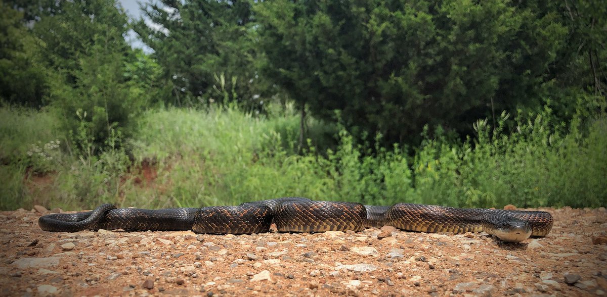 BugCatcher_Mark's tweet photo. Western Rat Snake cruised yesterday. #oklahoma #herping #herping2020 #nature #snake #snakesoftwitter https://t.co/5KHSx9mZQT