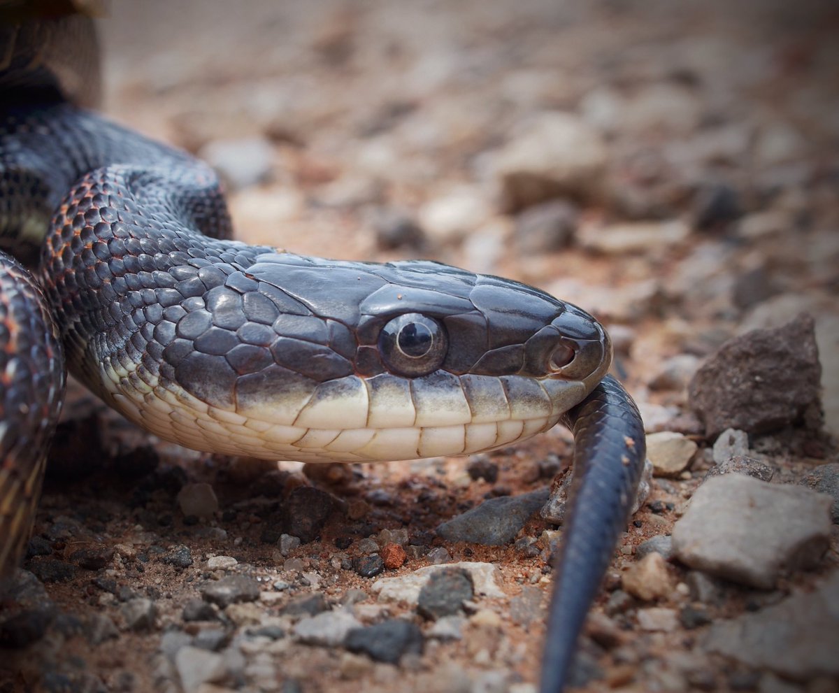 BugCatcher_Mark's tweet photo. Western Rat Snake cruised yesterday. #oklahoma #herping #herping2020 #nature #snake #snakesoftwitter https://t.co/5KHSx9mZQT