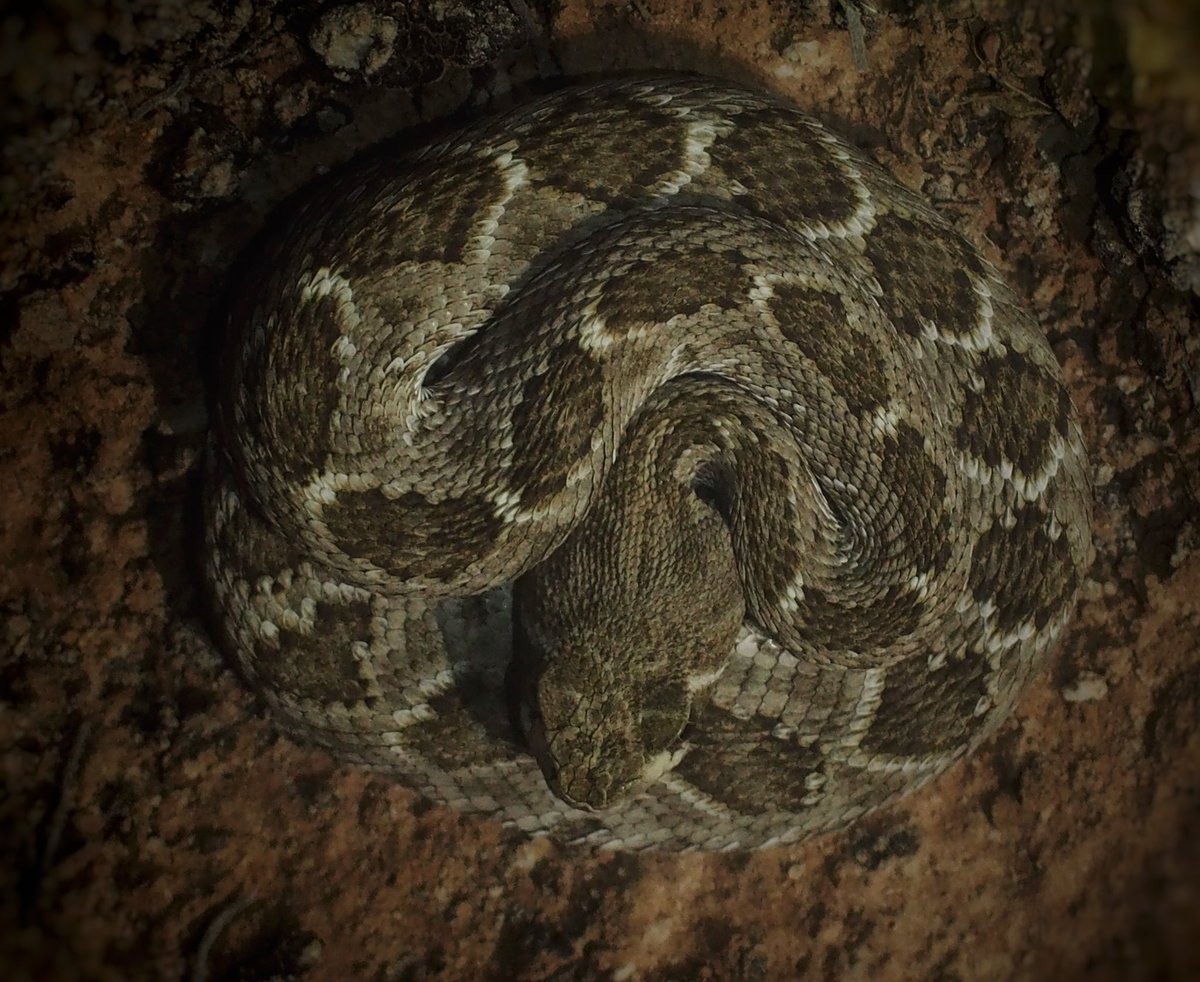 BugCatcher_Mark's tweet photo. Western Diamondback Rattlesnake. #oklahoma #herping #herping2020 #venomous #snake #nature #oklahomaphotgrapher #reptile https://t.co/dm0ALLjmlZ